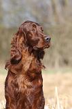 SETTER IRLANDAIS 430
